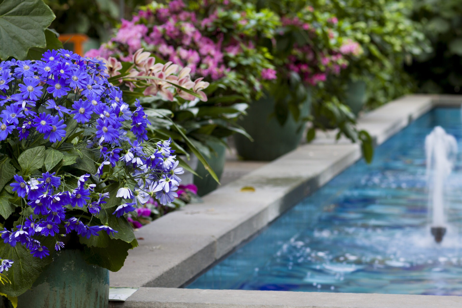 Vibrant garden with blue and pink flowers, adjacent to a stone-bordered, clear blue water fountain, surrounded by lush green foliage.